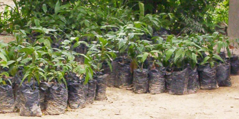 Projet d'agroforesterie dans la périphérie de Kinshasa.