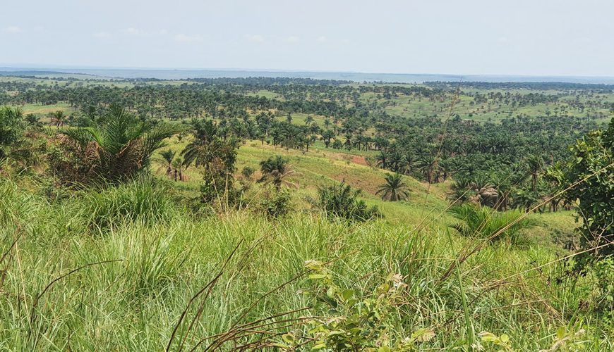 Une vue de la Ferme agroforestière de Mpasu-Tshishiya à ses débuts.