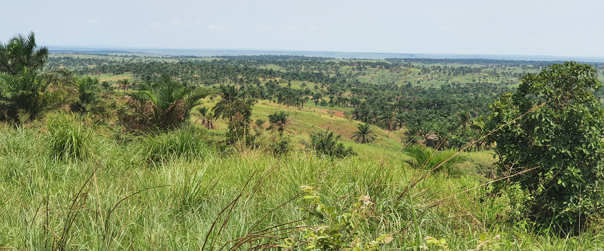 Une vue de la Ferme agroforestière de Mpasu-Tshishiya à ses débuts.