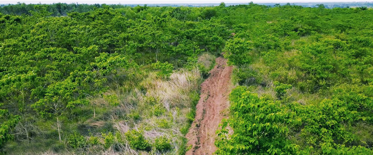 Ferme agroforestière de Mpasu Tshishiya.