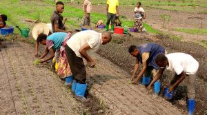 Activités de maraîchage à Mpasu-Tshishiya.