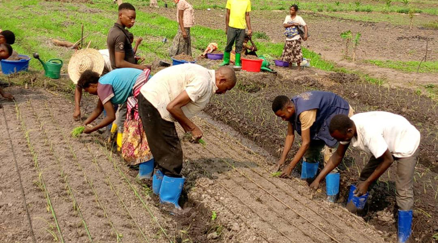Activités de maraîchage à Mpasu-Tshishiya.