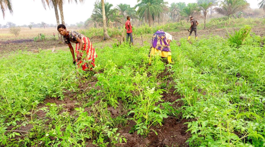Entretien des plates-bandes par les paysannes.ndes des plantes