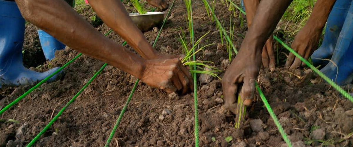 Activités maraîchères à la Ferme de Mpasu-Tshishiya.