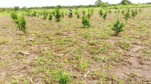 Croissance des plantules dans les différentes parcelles.