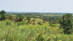 Vue à l'horizon de l'évolution de la forêt artificielle de Mpasu-Tshishiya, en 2022.