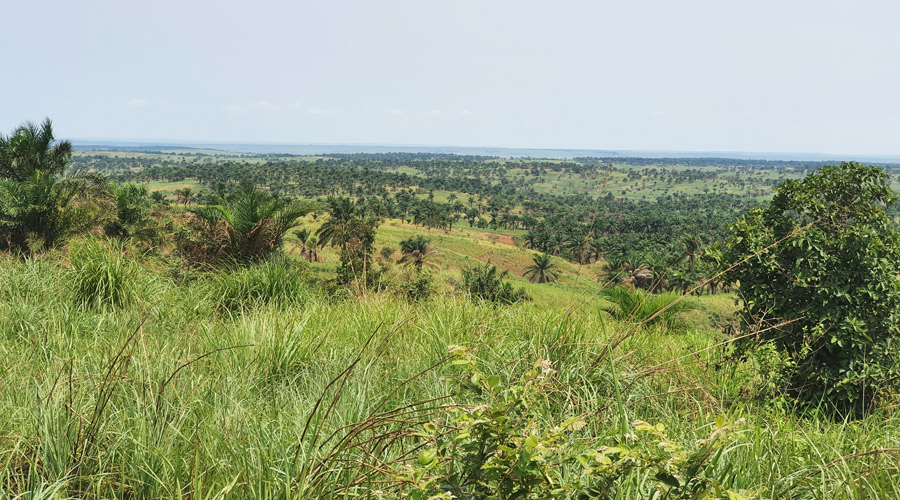 Vue à l'horizon de l'évolution de la forêt artificielle de Mpasu-Tshishiya, en 2022.