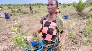 Les paysans engages dans le repiquage des plantules dans les parcelles.