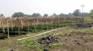 Pépinière principale de la ferme Mpasu Tshishiya.