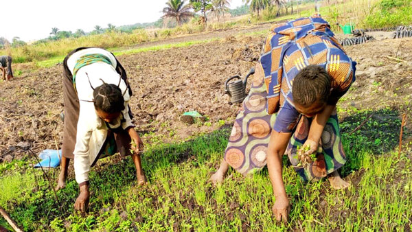 Activités de maraîchage dans la ferme de Mpasu-Tshishiya.