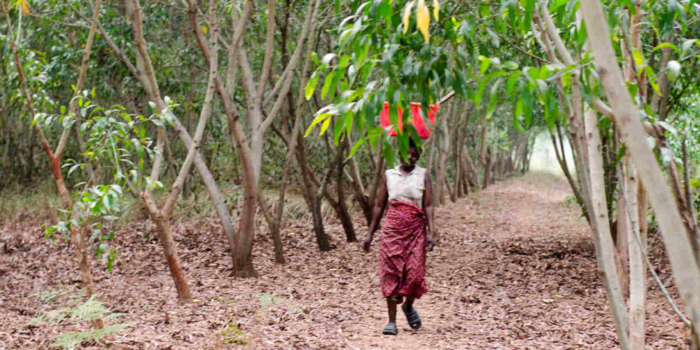 Une paysanne traversant la ferme Tshisamba samba, dans le Kasaï Oriental.