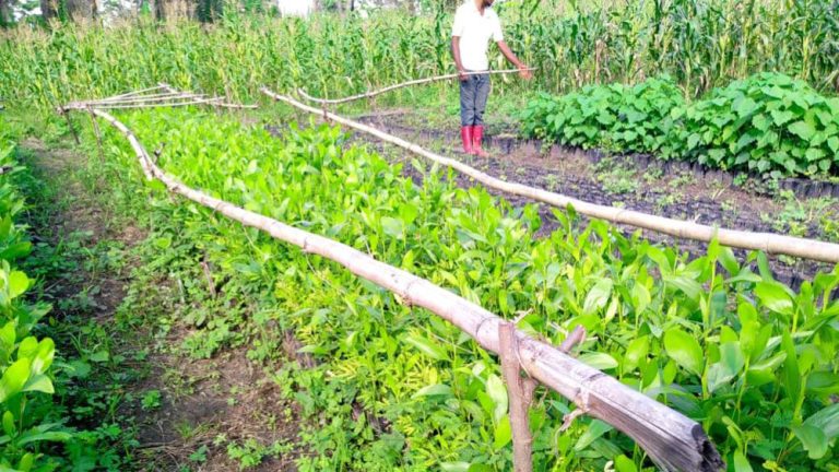 Plants d'acacia en attente de repiquage, à la Ferme Agroforestière de Mpasu-Tshishiya.