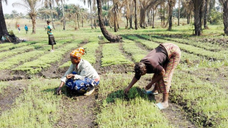 Des membres de l'ADETRAPE en train de sarcler des plates-bandes de cultures vivrières à Mpemba-Nzeo.