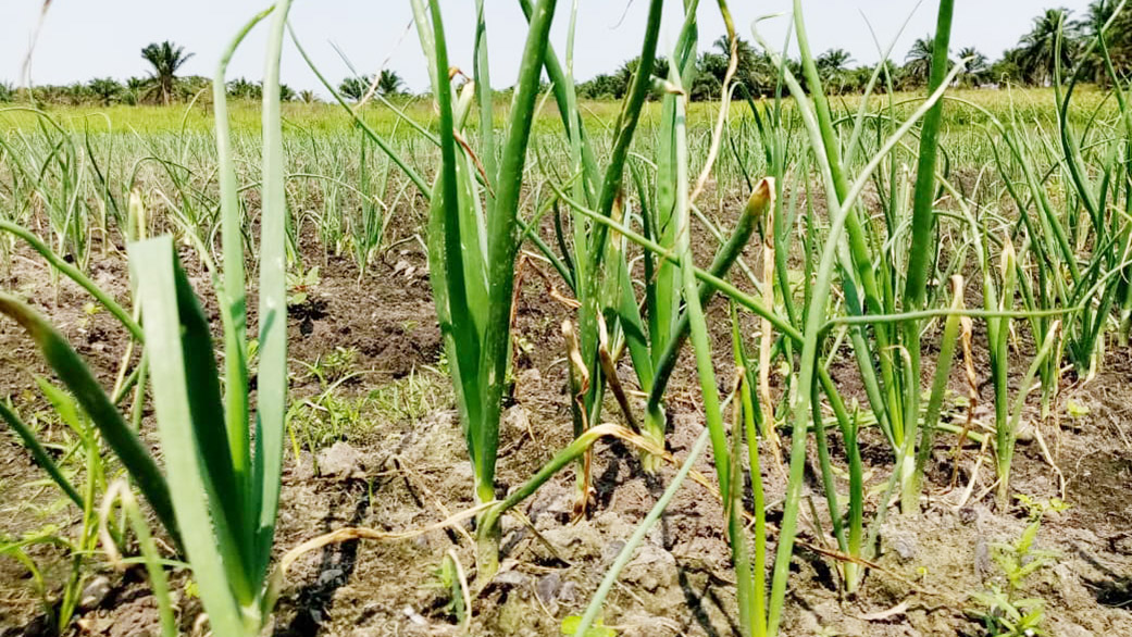 Parcelle de culture de poireau à Mpemba-Nzeo